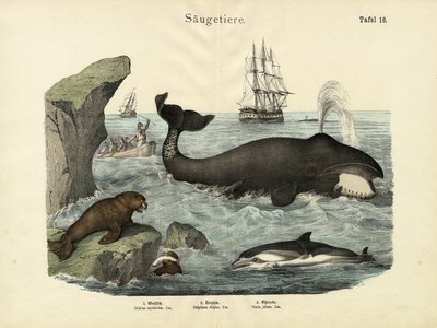 Mammals by German School